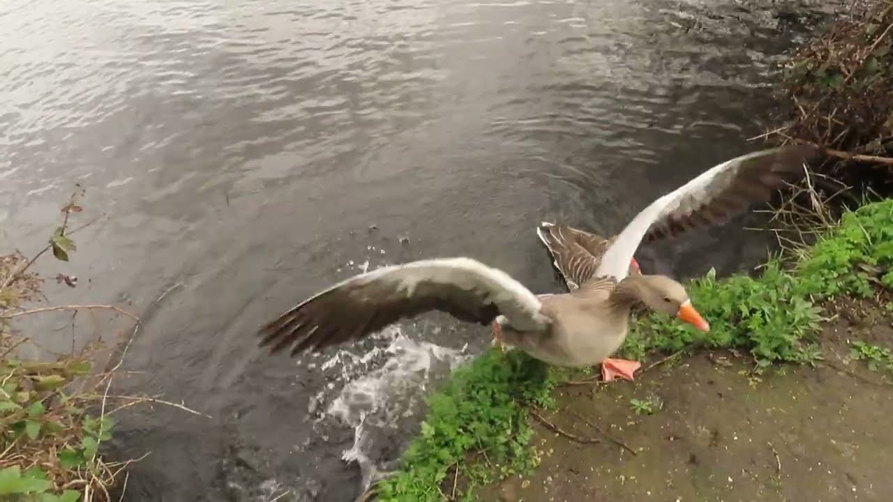 Relaxing video: Greylag geese bath time :)