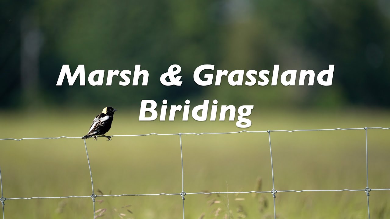 Birding the Marshes and Grasslands of Southern Ontario