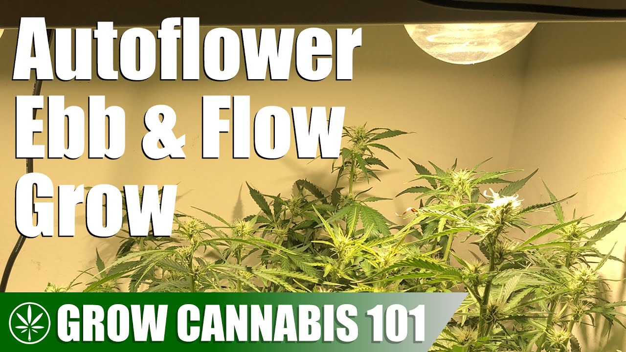 Ebb & Flow Hydroponics Timelapse Grow from an Autoflowering Seed