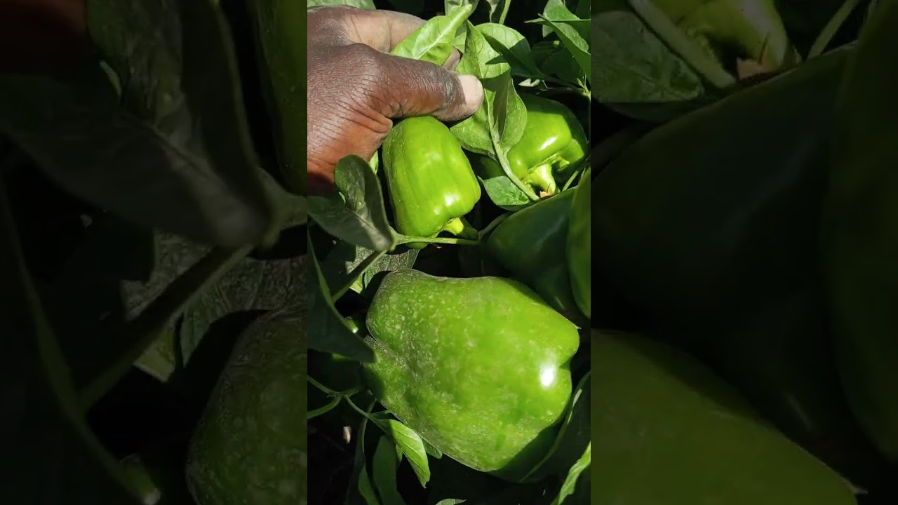 California Wonder OPV green capsicum day 61.