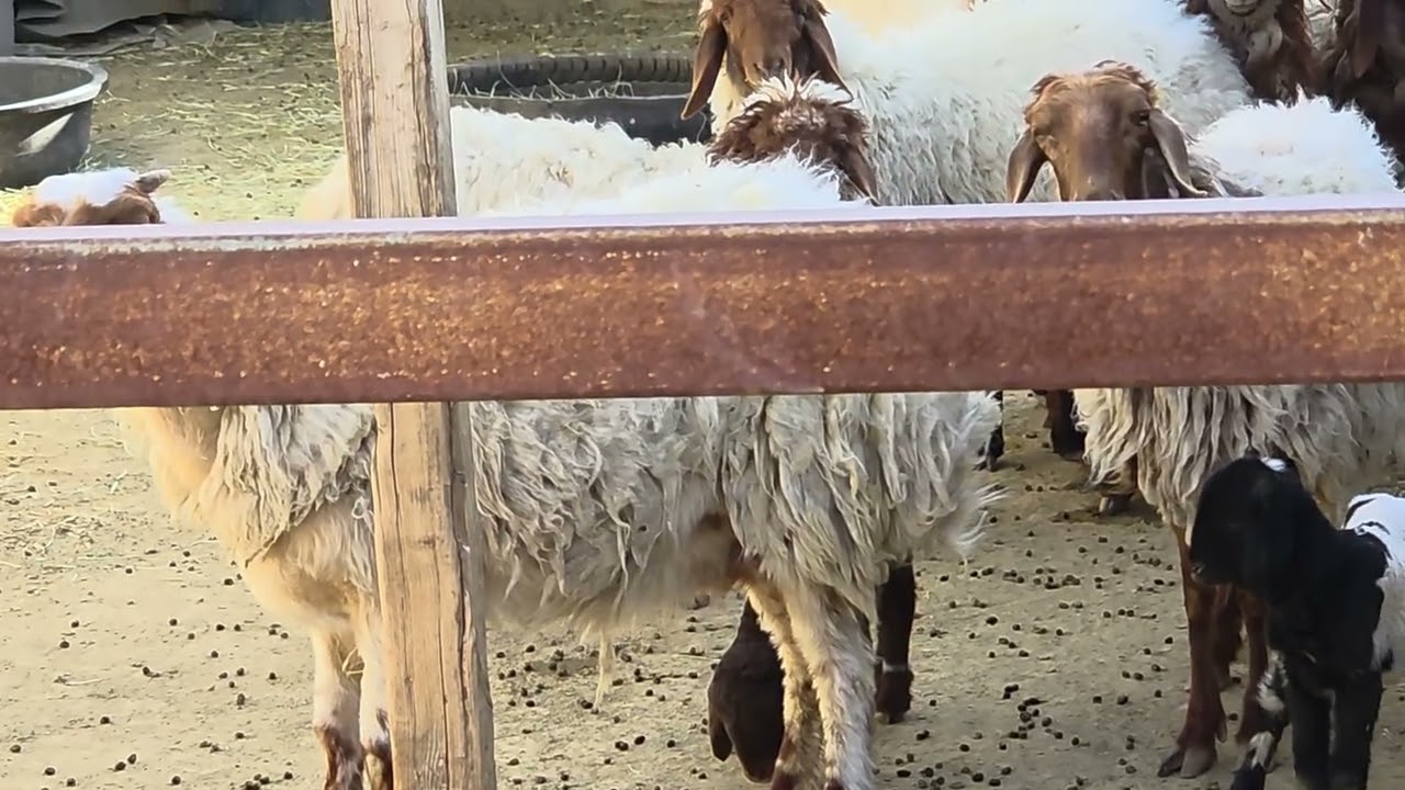 تجربتي مع جدري الأغنام