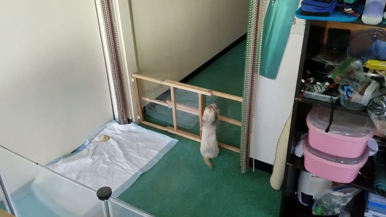 Blind ferret figures out how to escape!