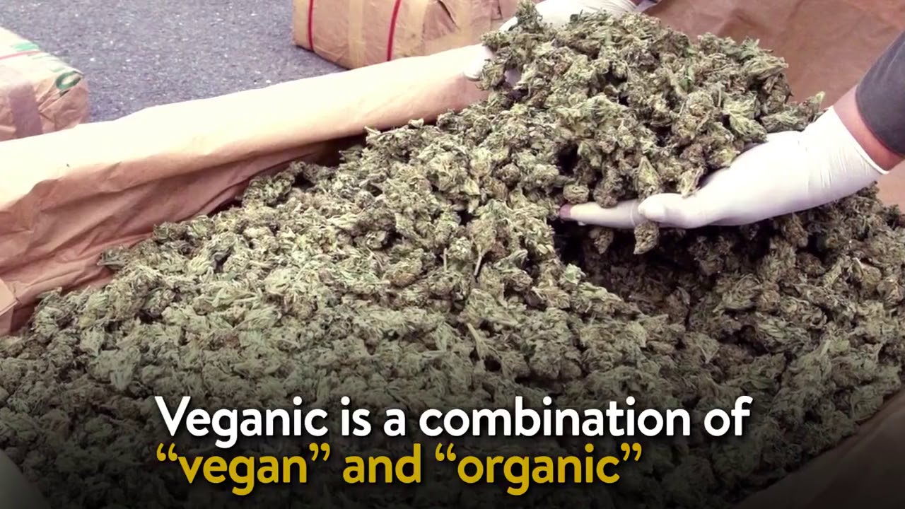 Is There Such a Thing as Vegan Weed?