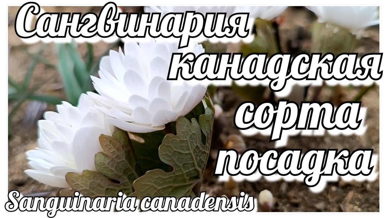 Сангвинария канадская/Кровавый корень Сорта моей коллекции. Посадка и уход. Почему кровавый корень?