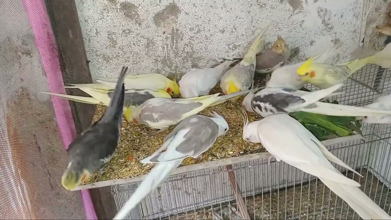 Tô feliz com minhas calopisitas