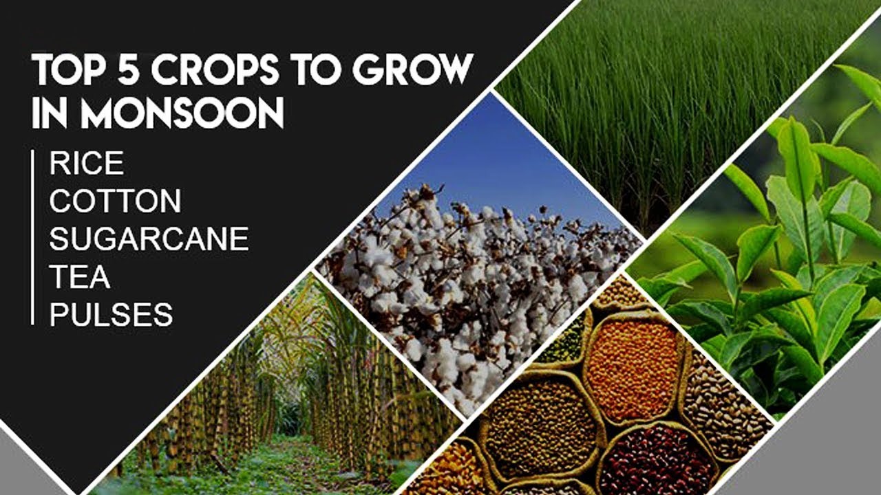 Best CROPS to grow in MONSOON SEASON | Kharif Crops in India | 5 Best Rainy Season Crops
