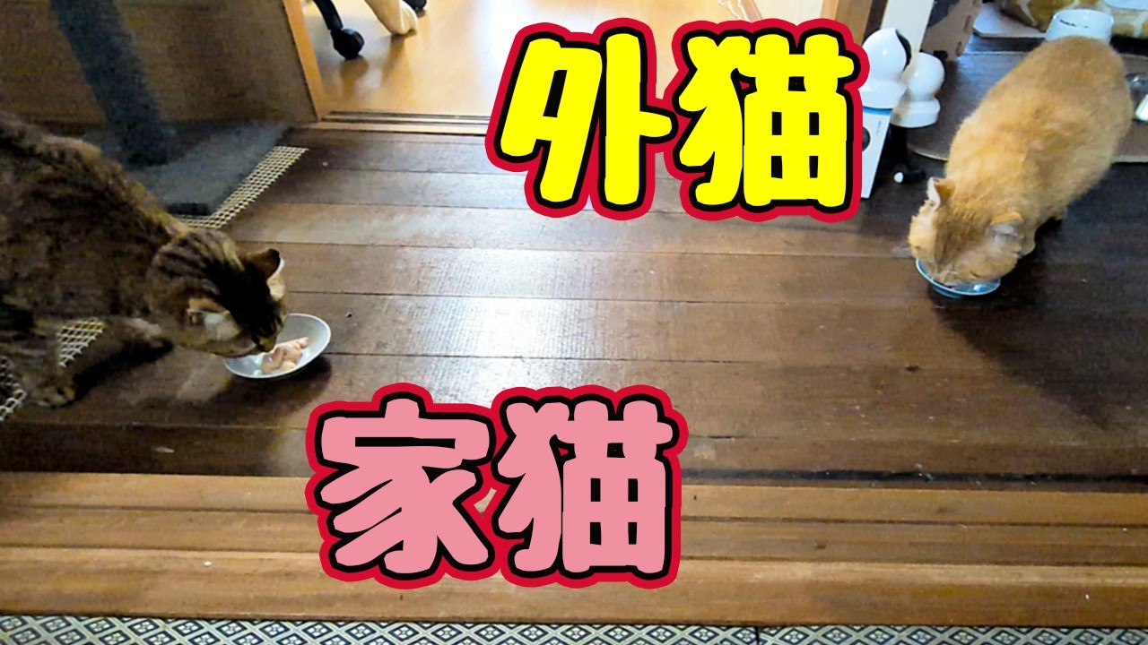 仲良く？ちゅ〜る【元野良猫】