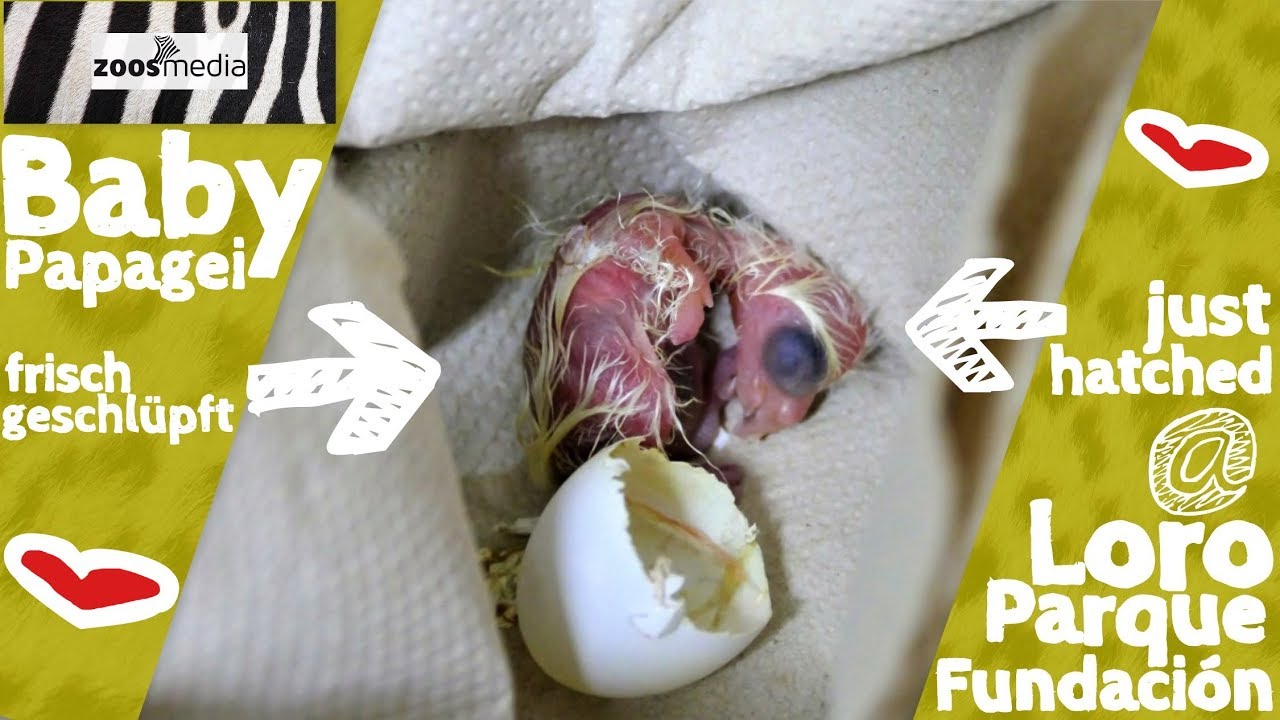 Papageien-BABY 🐣 in der Zuchtstation der LORO PARQUE FUNDACIÓN in La Vera | zoos.media