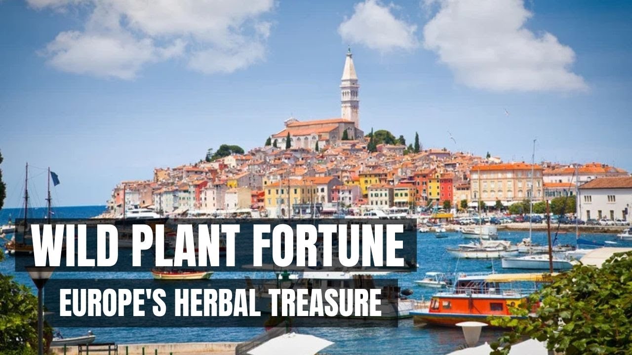 Harvesting Millions: The Secret Herb Empire of the Balkans | myDocumentary