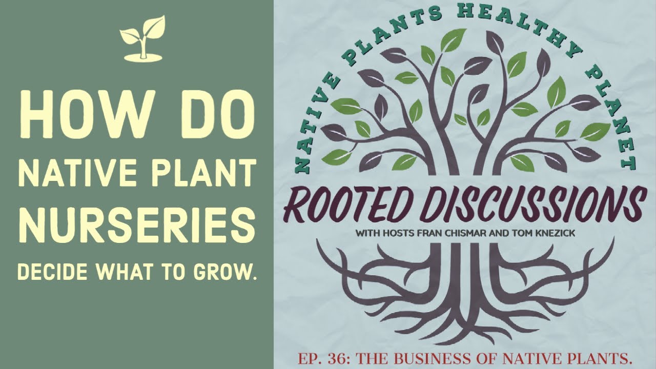 How do Native Plant nurseries decide what to grow?