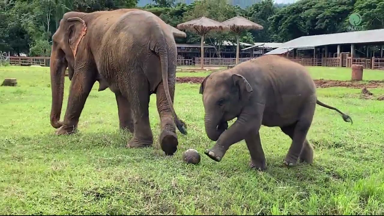 Baby Elephant “Lek Lek” Experience With Ball For The First Time – ElephantNews