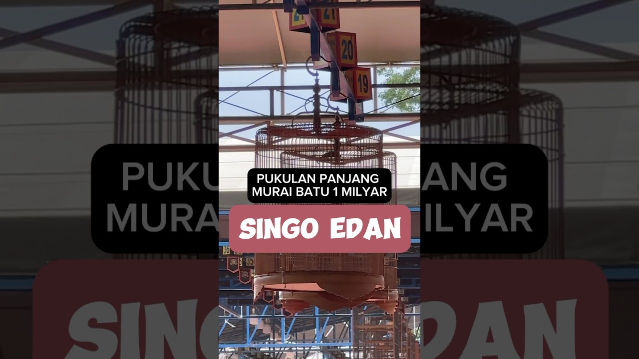 Juara 1 Murai Batu di PIALA RAJA 2024 SINGO EDAN dikelas MAHARAJA #muraibatu #pialaraja2024