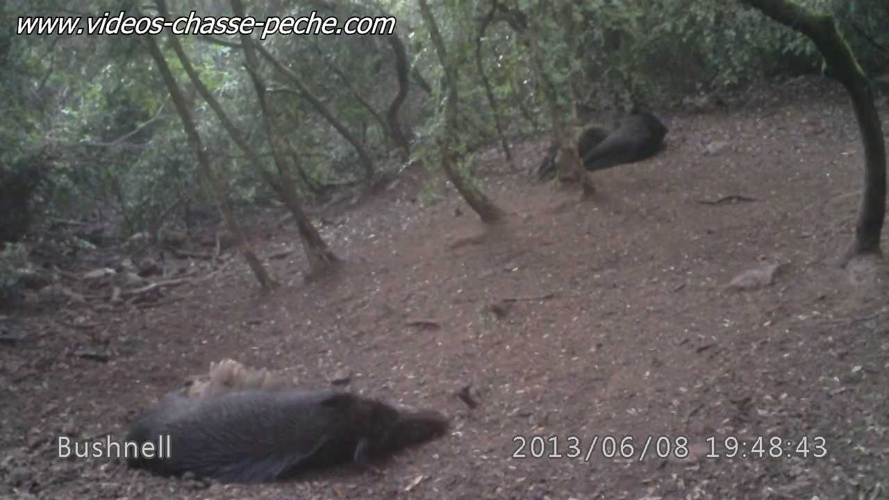 Petits sangliers &agrave; la t&eacute;t&eacute;e - Trophy Cam HD 119467