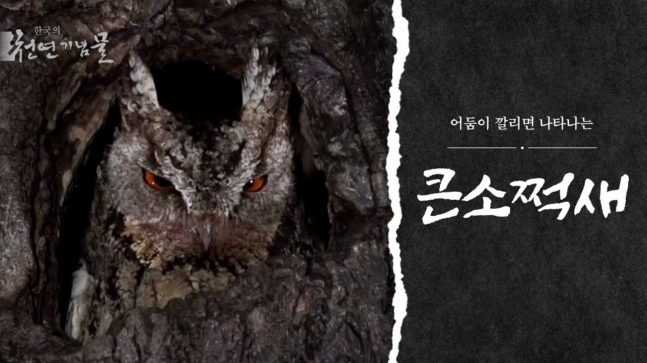 큰소쩍새 어미의 육아일기
