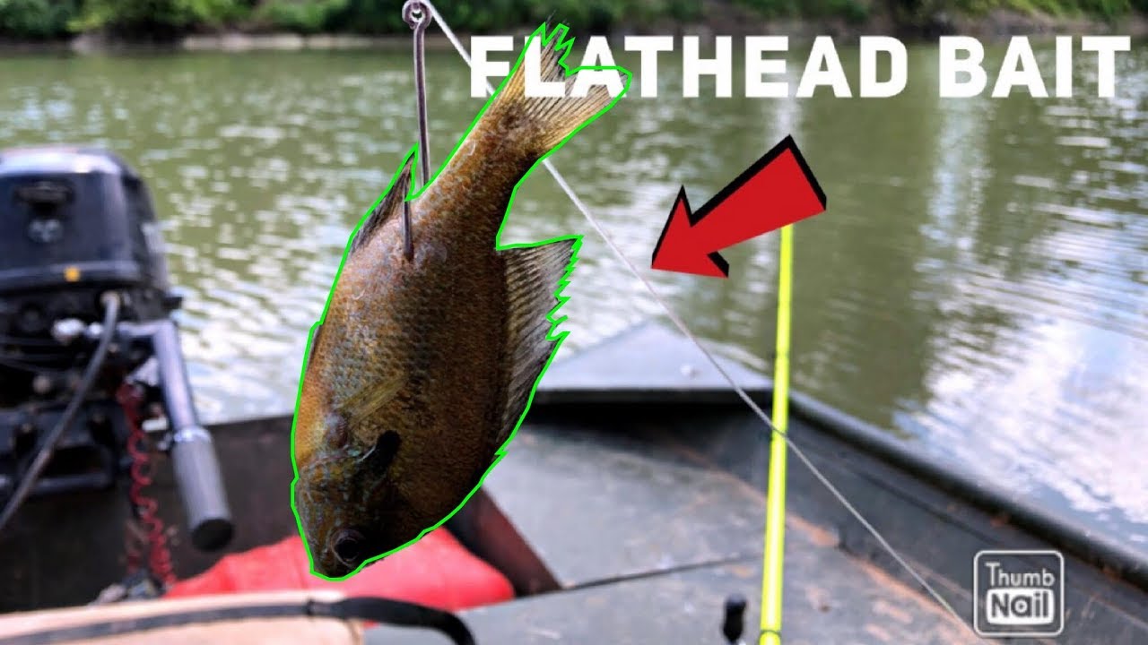 Free Lining Live Baits For Flathead Catfish BUT..