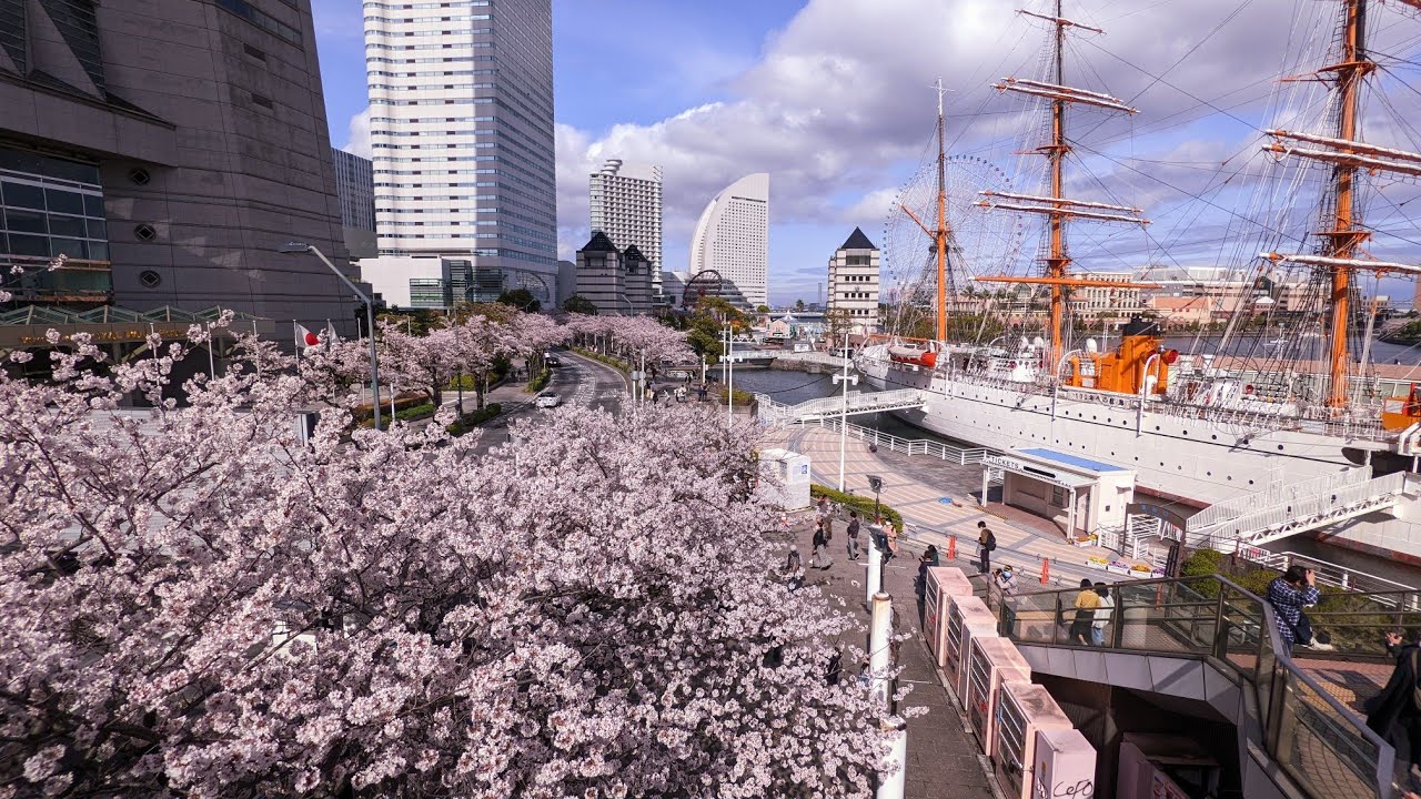 横浜みなとみらい｜満開さくら通りと汽車道 #4K