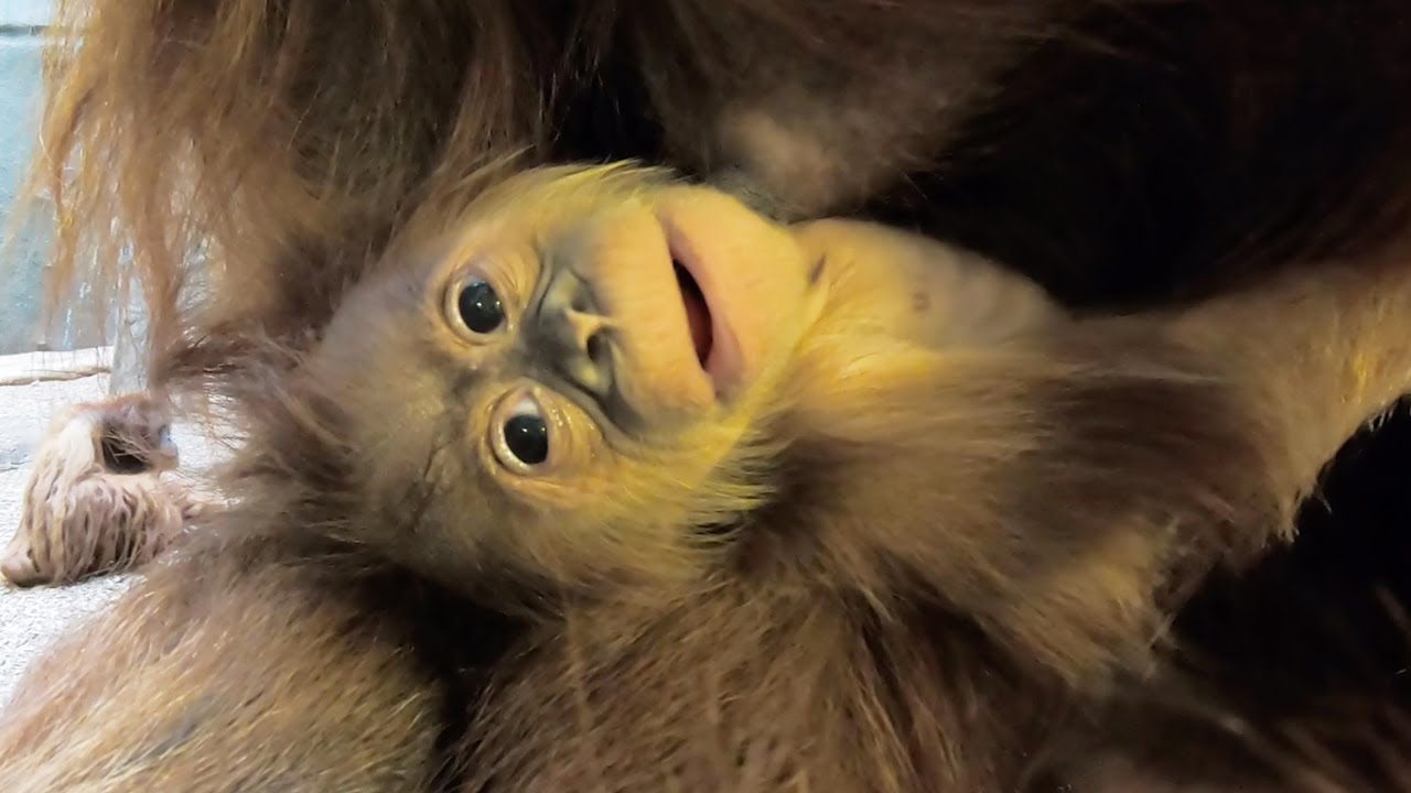 Rare baby orangutan born at Chester Zoo