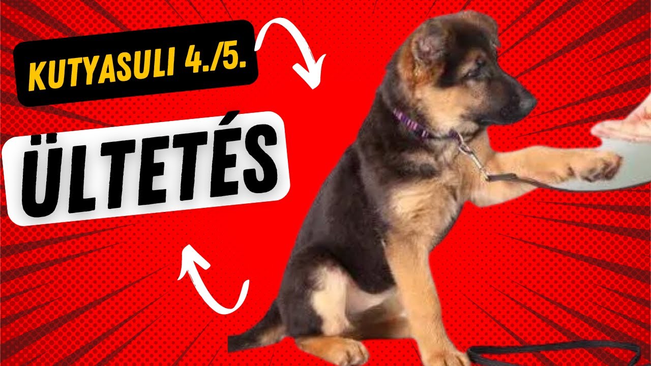KUTYASULI otthon 4/5. - ÜLTETÉS!