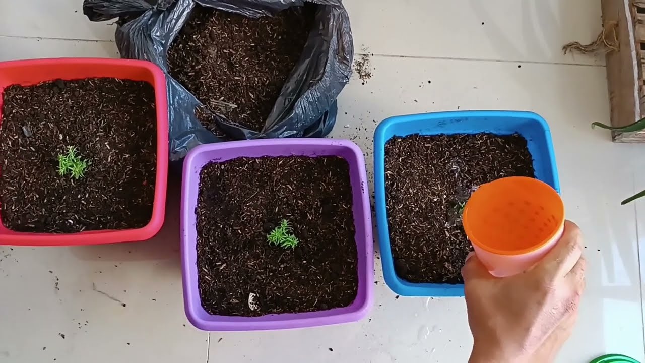 ¡Plantando el Futuro Gigante! Siembra de Secuoyas: Un Bosque para las Generaciones Venideras 🌲