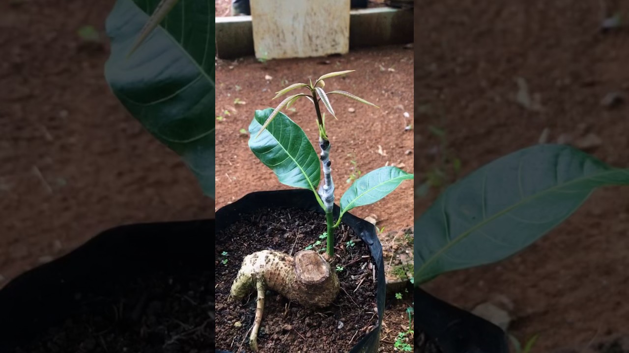 Cara Termudah Grafting Pohon Mangga #grafting #mangografting #bonsai #sambungpucuk