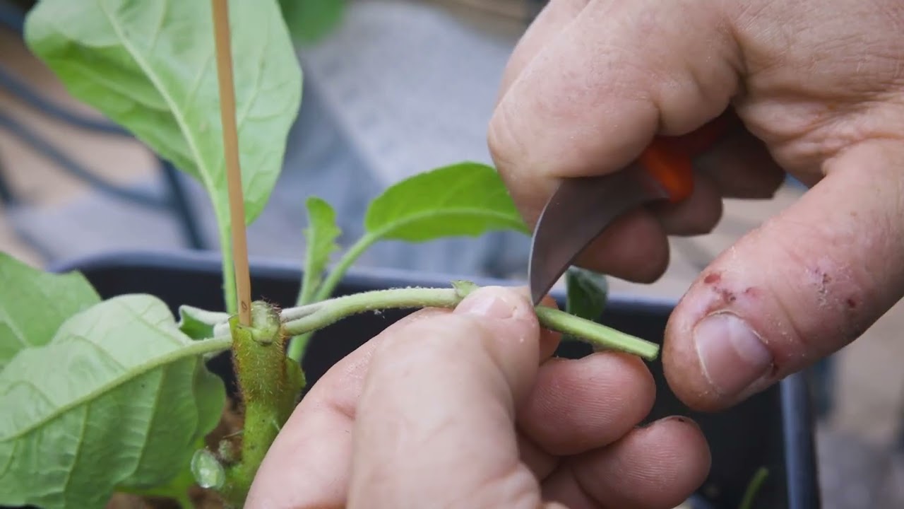 innesto solanum chrysotrichum 2022