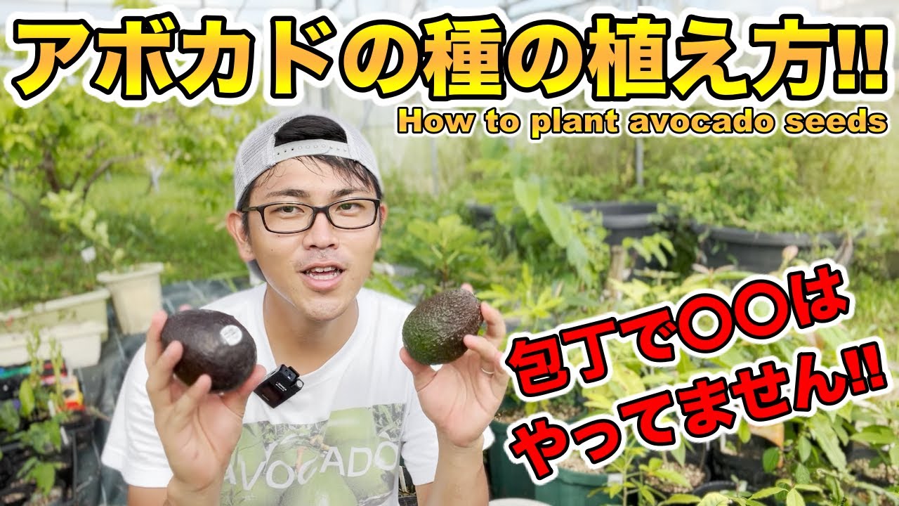 【プロが教える】アボカドの種まきの方法！植え方について！包丁で種の〇〇はやってない！