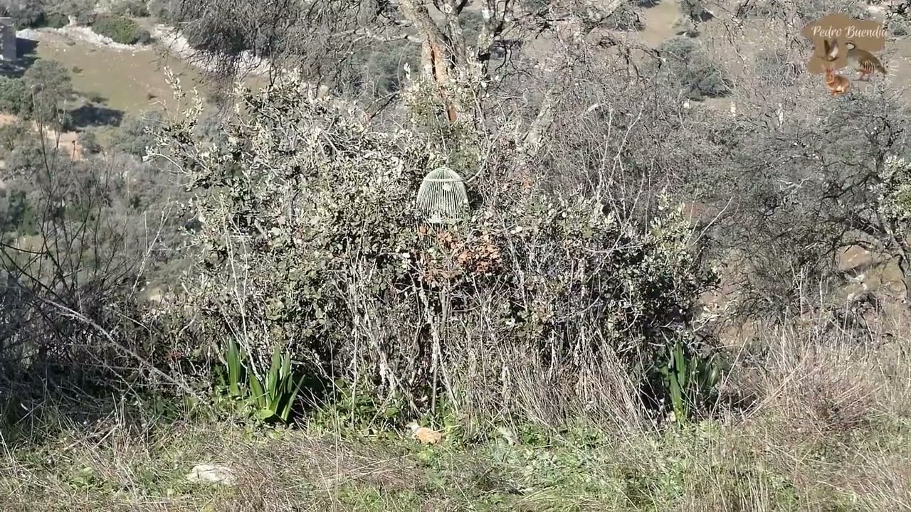PERDIZ CON RECLAMO - 