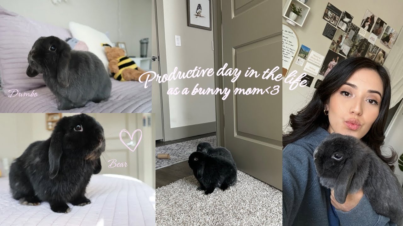 Productive day in the life of a bunny mom🐰🥬| Petsmart run, cleaning, rabbit enrichment