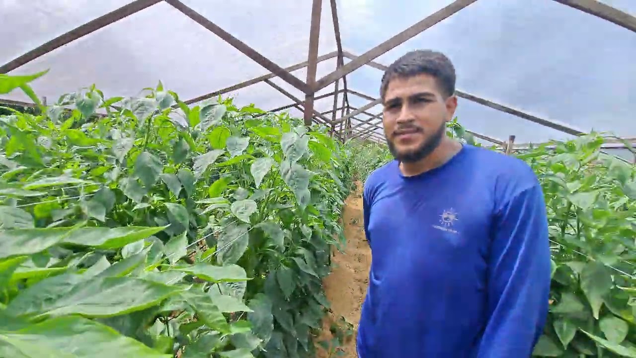Plantação de pimentão acompanhando o dia a dia do agricultor. 