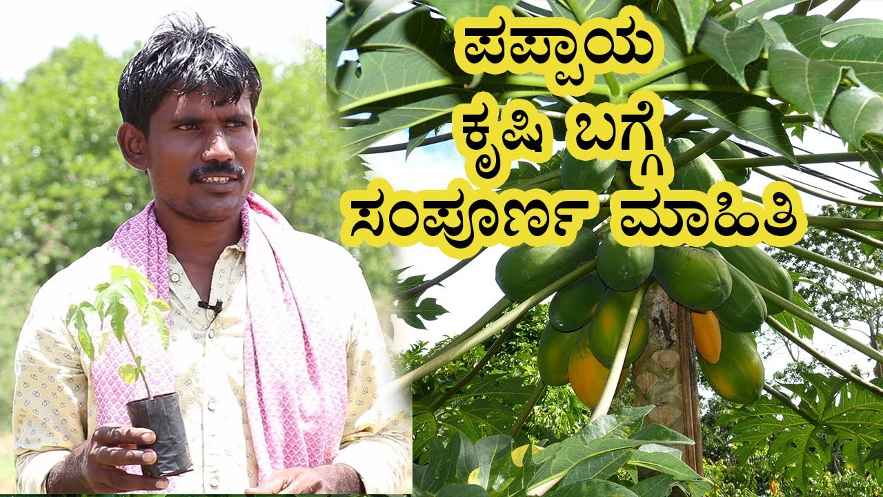 Papaya farming Guide: How to grow Papaya | Vijay Karnataka