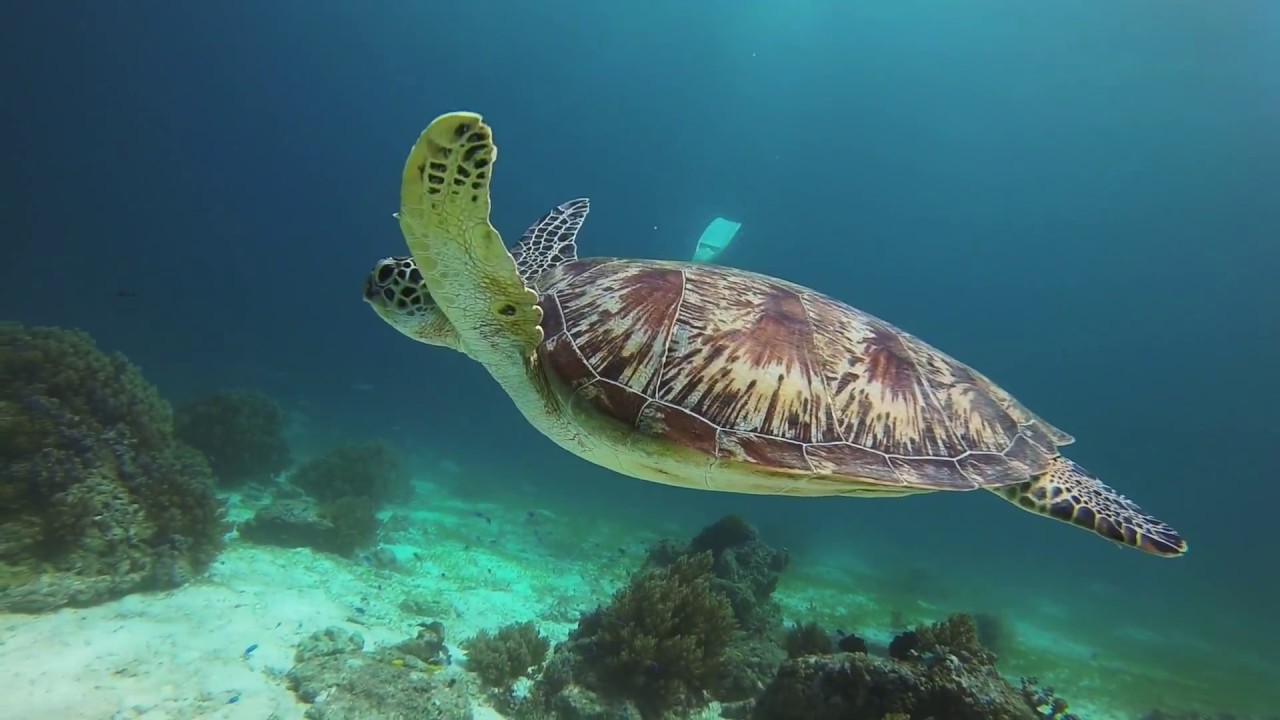Scuba diving the Philippines