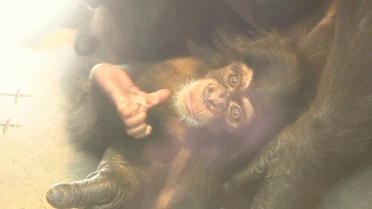 東山チンパンジー 双子の赤ちゃん 52 Chimpanzee twin baby
