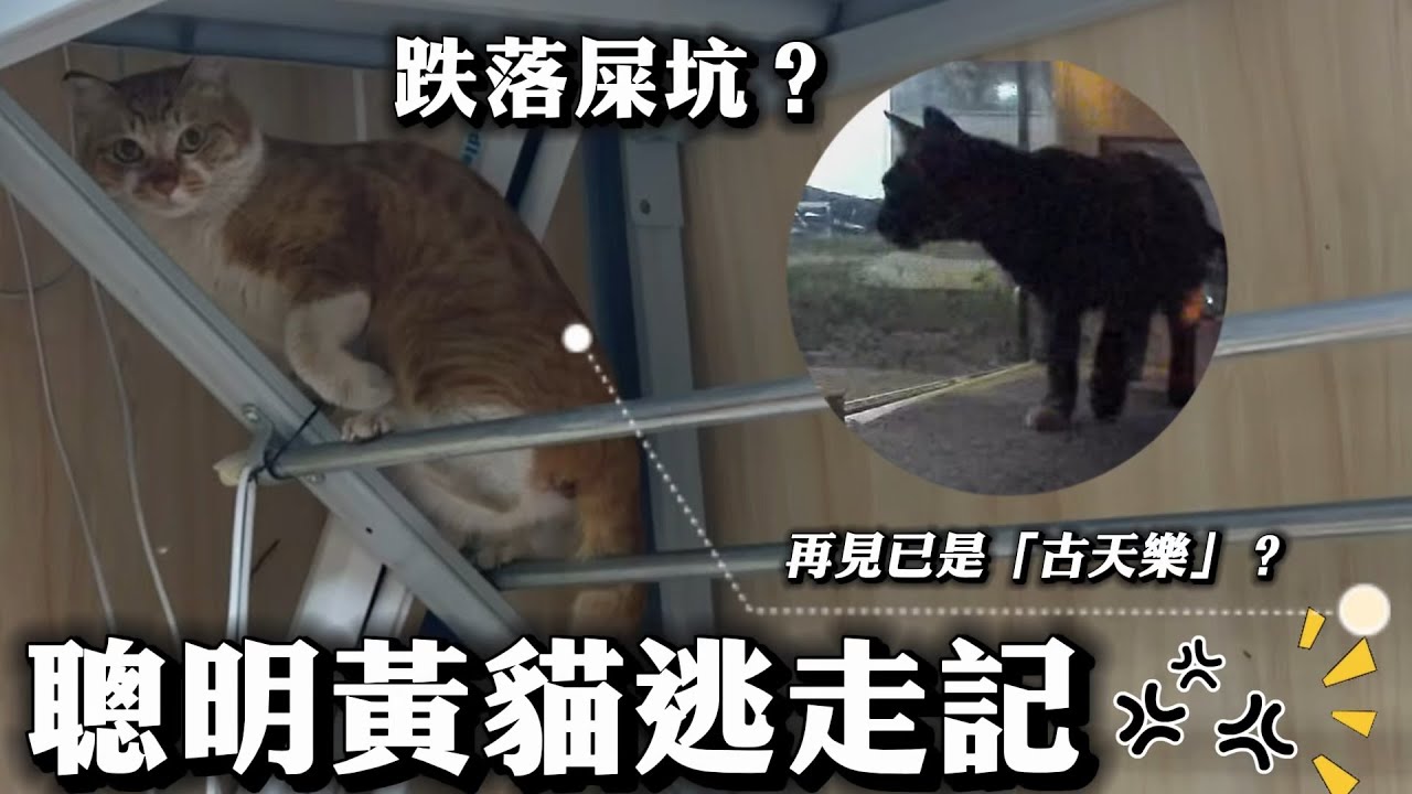 流浪貓絕育恢復期拆屋逃走 再現全身黑？竟跌落屎坑？【CCTV全程拍下】