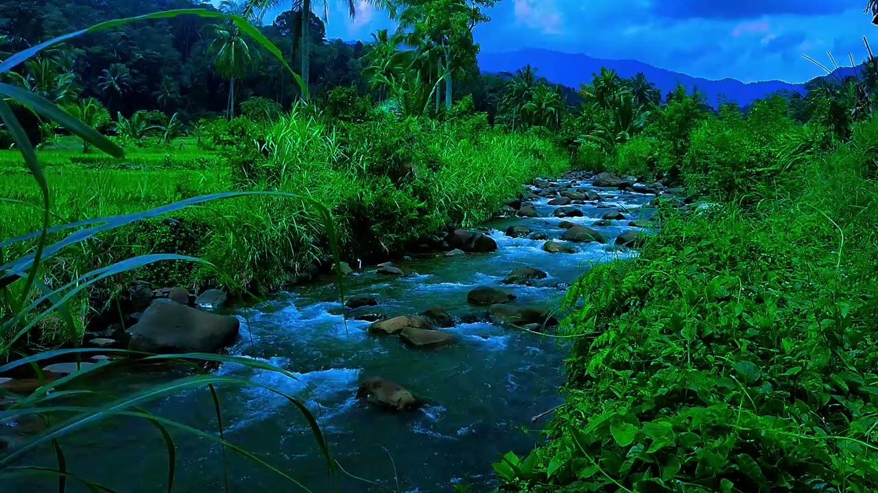 Fall Asleep Tonight with Calm Forest River Sounds Sleep ASMR for Deep Sleep Peace