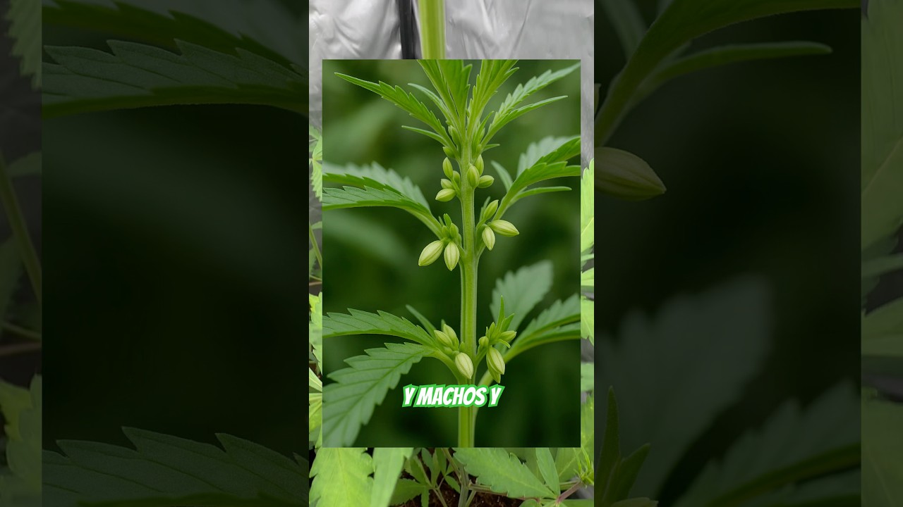 C&oacute;mo diferenciar tus plantas 🧐🍀 #cannabiseducation #plants