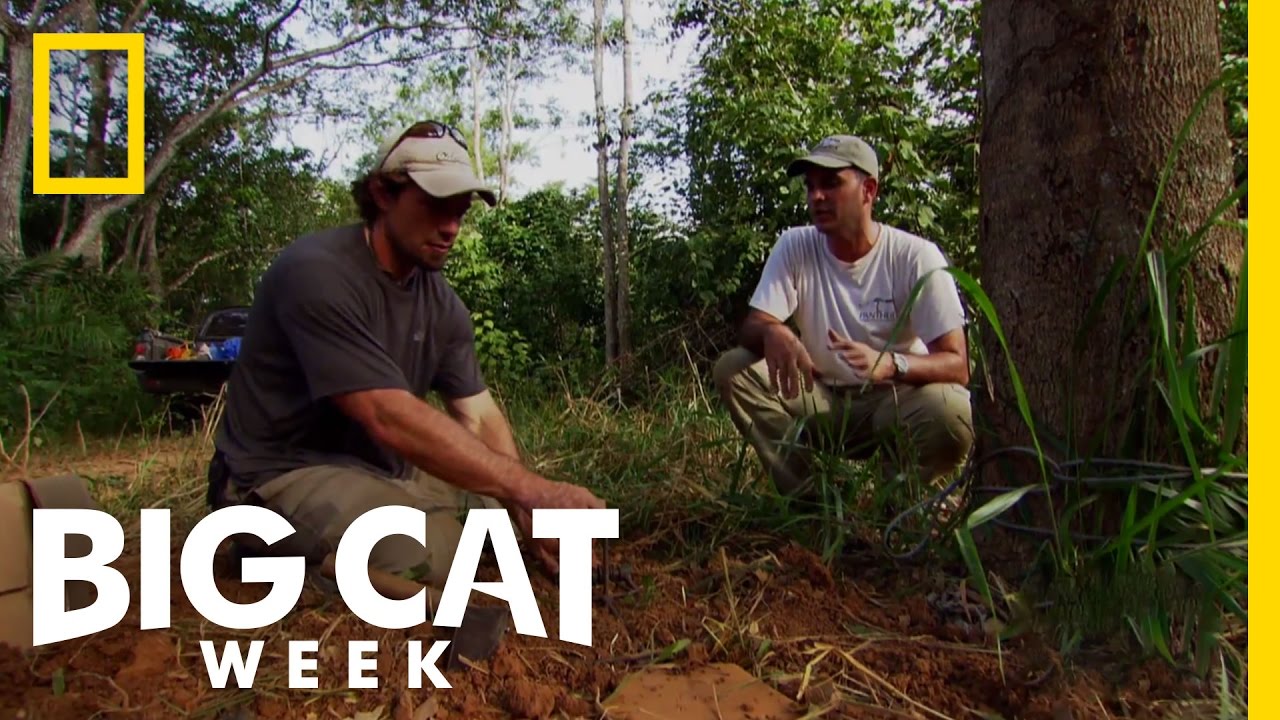 Shadow Cat Traps | Big Cat Week