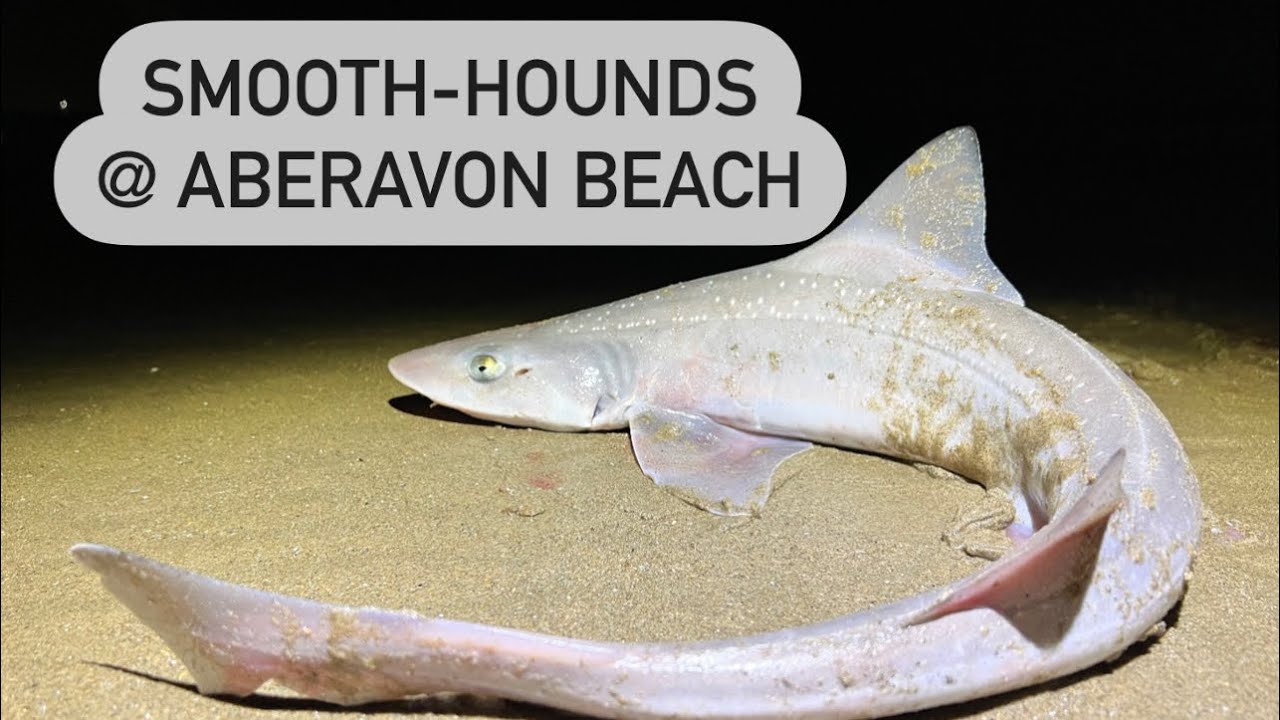 🦈TARGET ACHIEVED🦈 Smooth-Hounds & Small eyed @ Aberavon Beach. UK Shore Fishing Bristol Channel