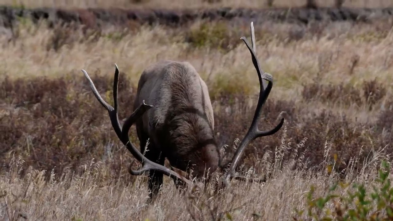 Giant Bull Feeding