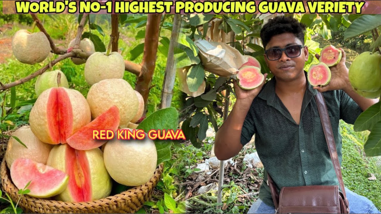 Thai Red King Guava Farming/ New Guava Veriety/ Red Diamond Black Diamond Guava Farming/ Best Guava