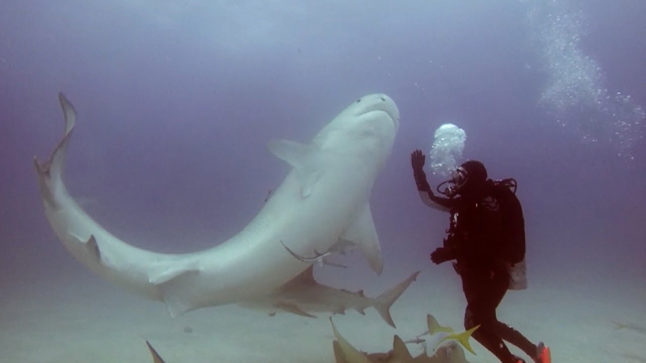 Man Makes Shark Fall Asleep With Hypnosis