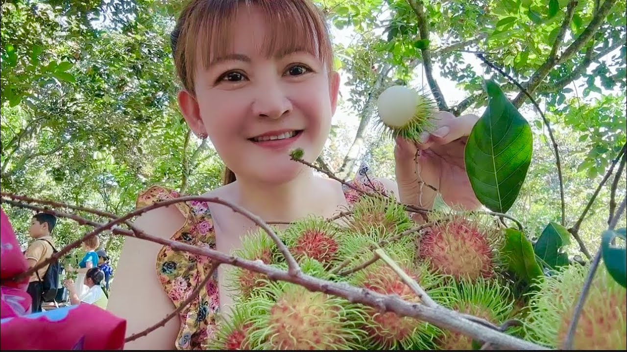 Ăn chôm chôm tại vườn tham quan khu du lịch 
