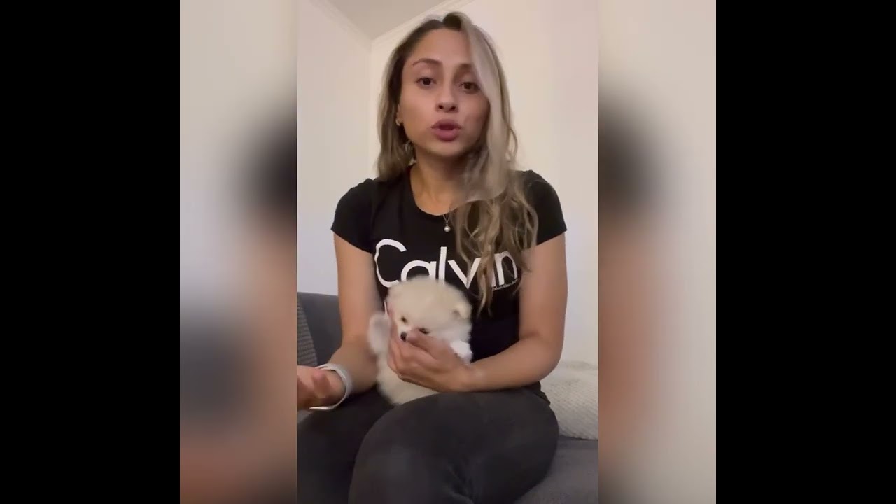 Primeros signos parto pomerania