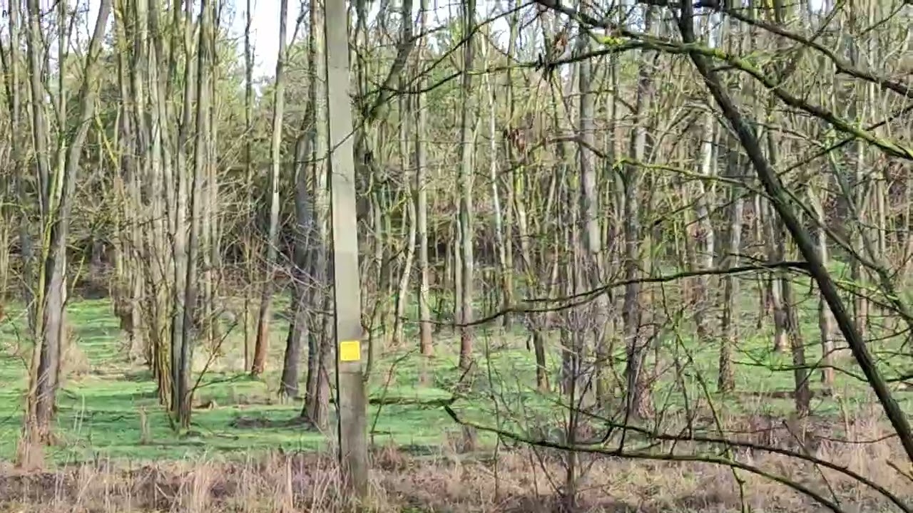 Erdei séta / Forest walk