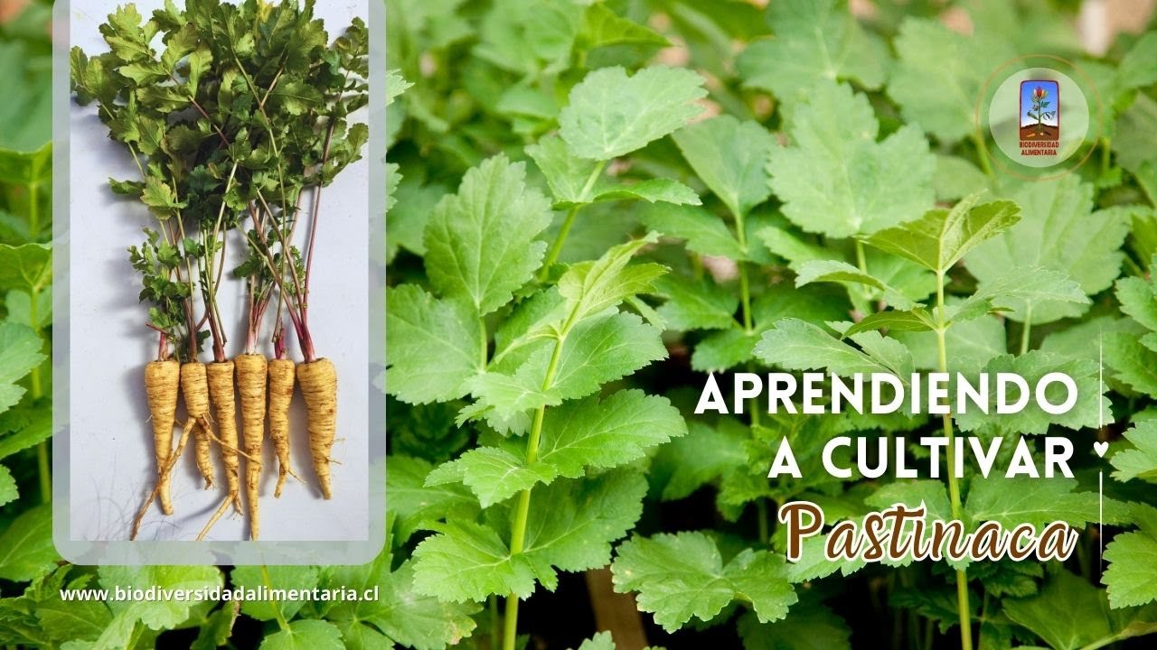 C&oacute;mo cultivar pastinaca: la hortaliza antigua que pocos conocen 🌿🥕