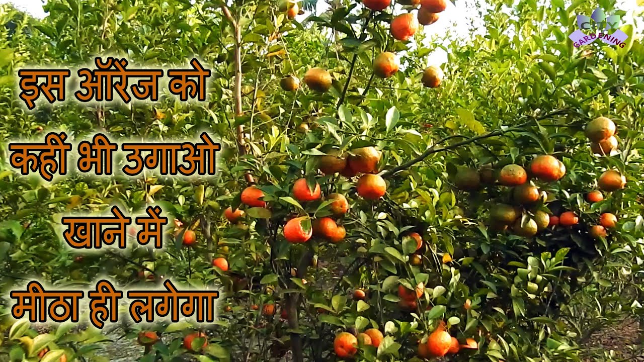 Grow this sweet variety of orange anywhere|| कहीं भी उगाओ , मीठा फ्रूट ही मिलेगा !