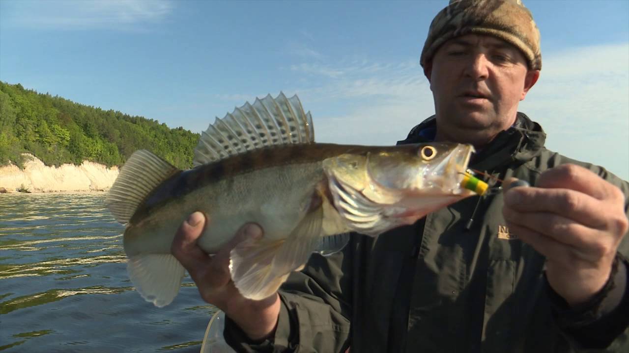 XXL fish HD