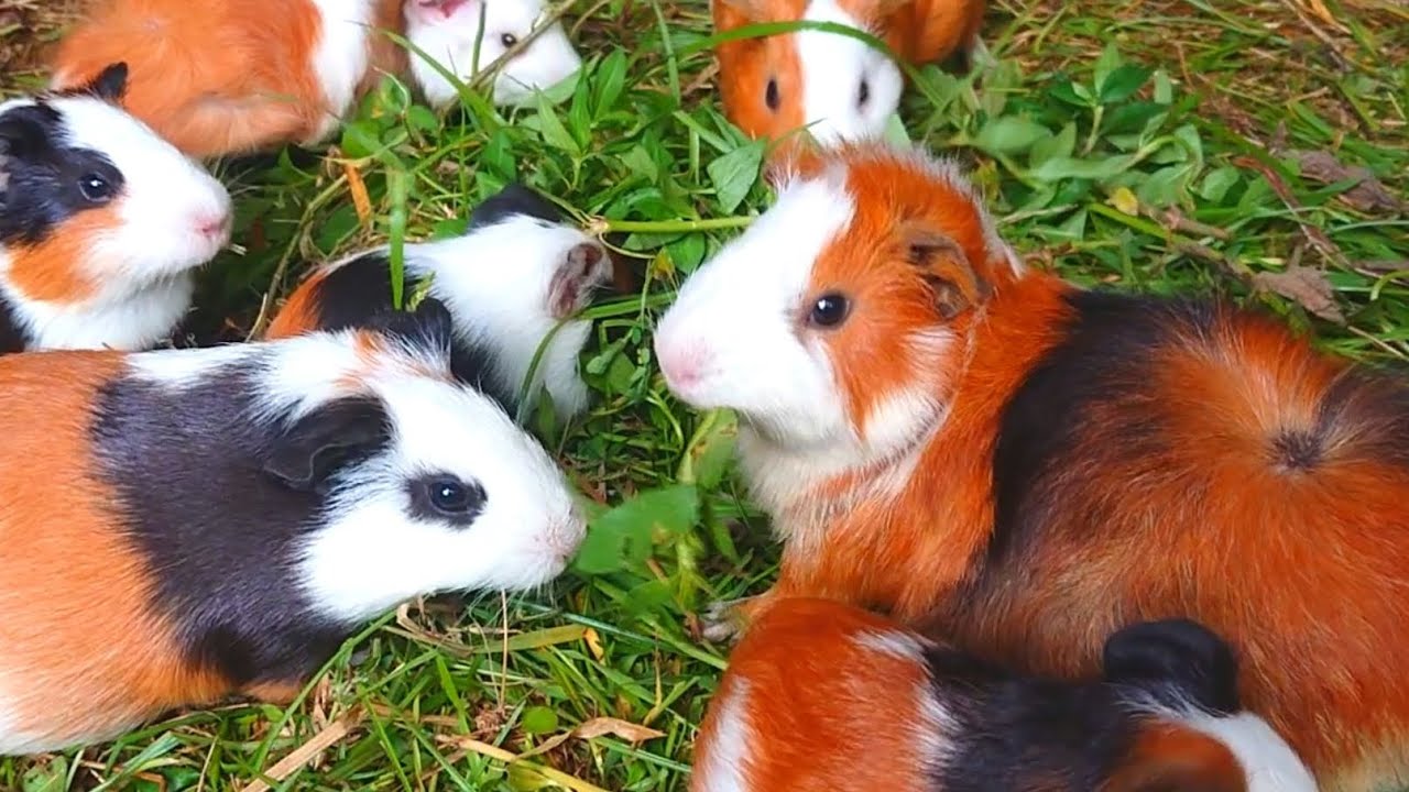 guinea pigs eating asmr, cute animals asmr, cutest guinea pigs,, baby animals eating, cute pets 