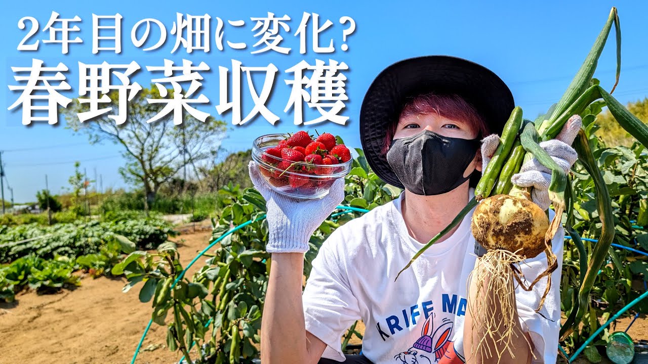 にんにくの芽がどうしても上手く抜けない家族【赤髪のとも】