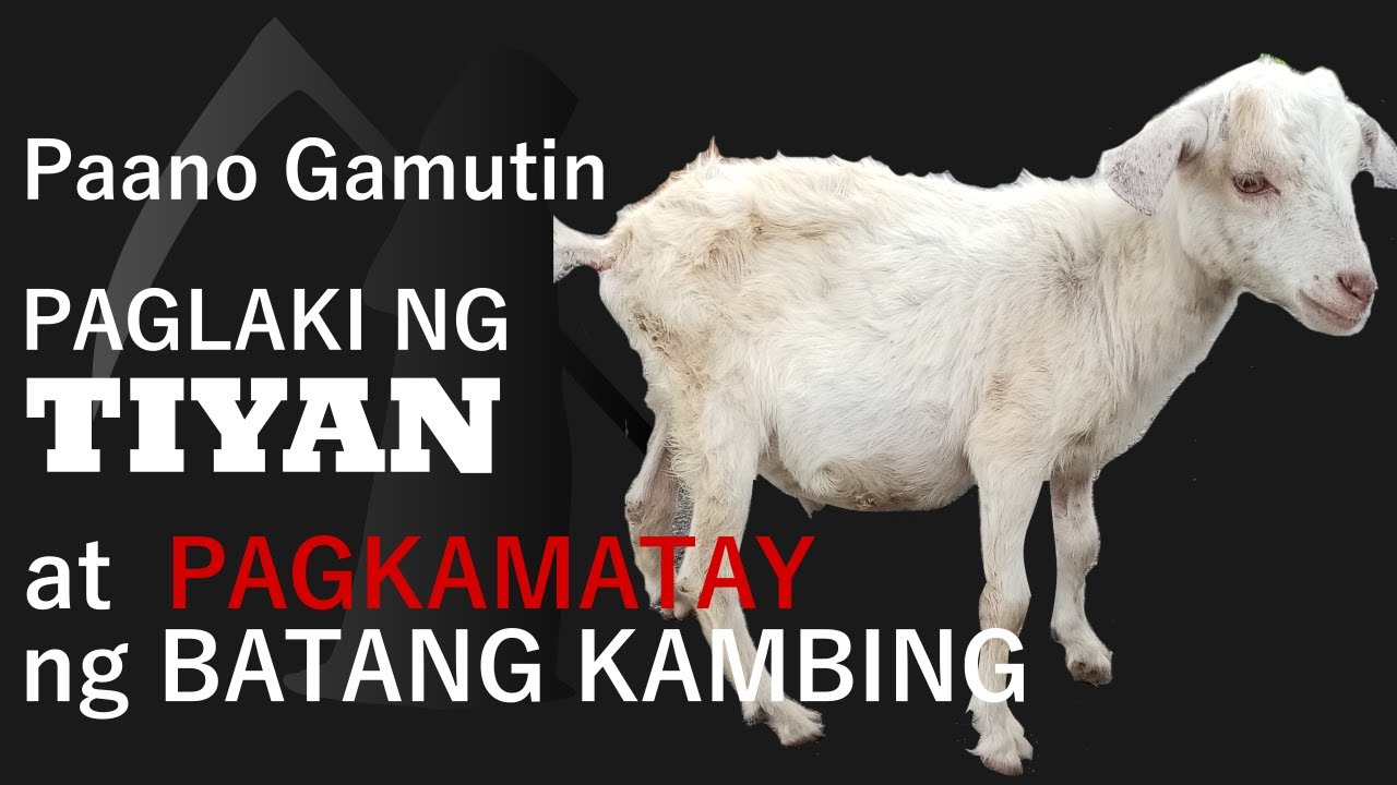 Paglaki ng TIYAN at PAGKAMATAY sa BATANG KAMBING, at PAANO GAMUTIN