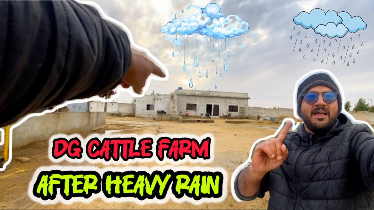 SAMOSAY JALEEBI AUR AJWAEEN KA COMBOO 😂‼️ DUSRA GHAR | DG CATTLE FARM